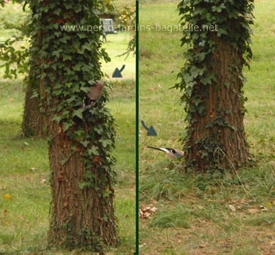 Geai des chnes dans le lierre d'un tronc d'arbre