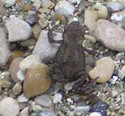 Mini grenouille grise