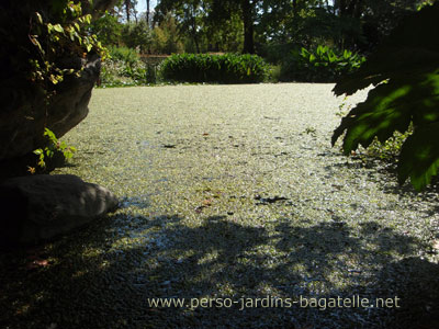 l'invasion des lentilles d'eau  1