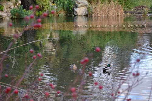 canards sur l'eau