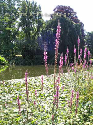 Fleurs prs de la grotte