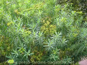 Plantes de bordure