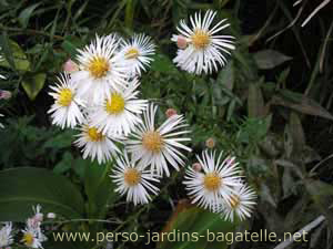 Fleurs blanches, cousines des marguerites