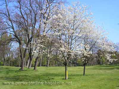 Arbres en fleurs