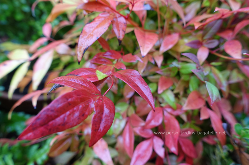 feuilles rouges