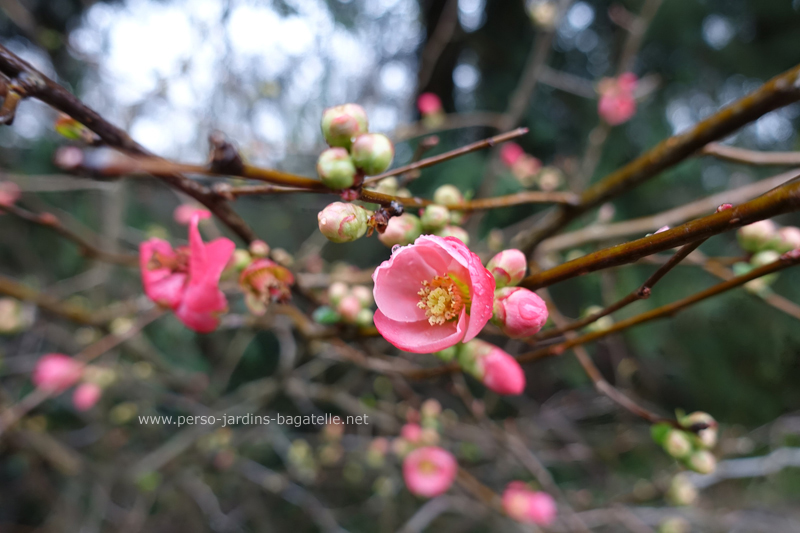 cognassier du Japon (fleur )