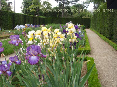 Jardin des iris