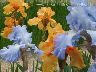 Iris bleu lavande et iris couleur abricot