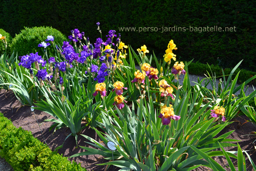 iris