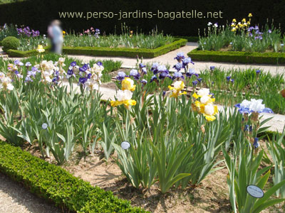 Jardin d'iris
