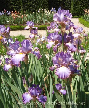 les iris