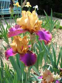 Iris orange et parme