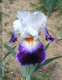Iris blanc et violet 