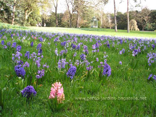 Champ de jacinthes bleues, avec  1  jacinthe rose (2007)