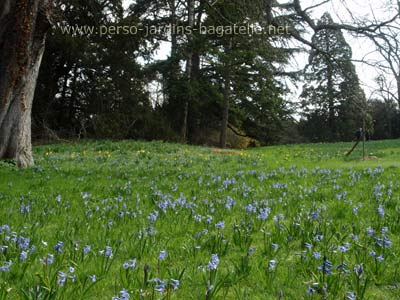 Jacinthes bleues dans l'herbe