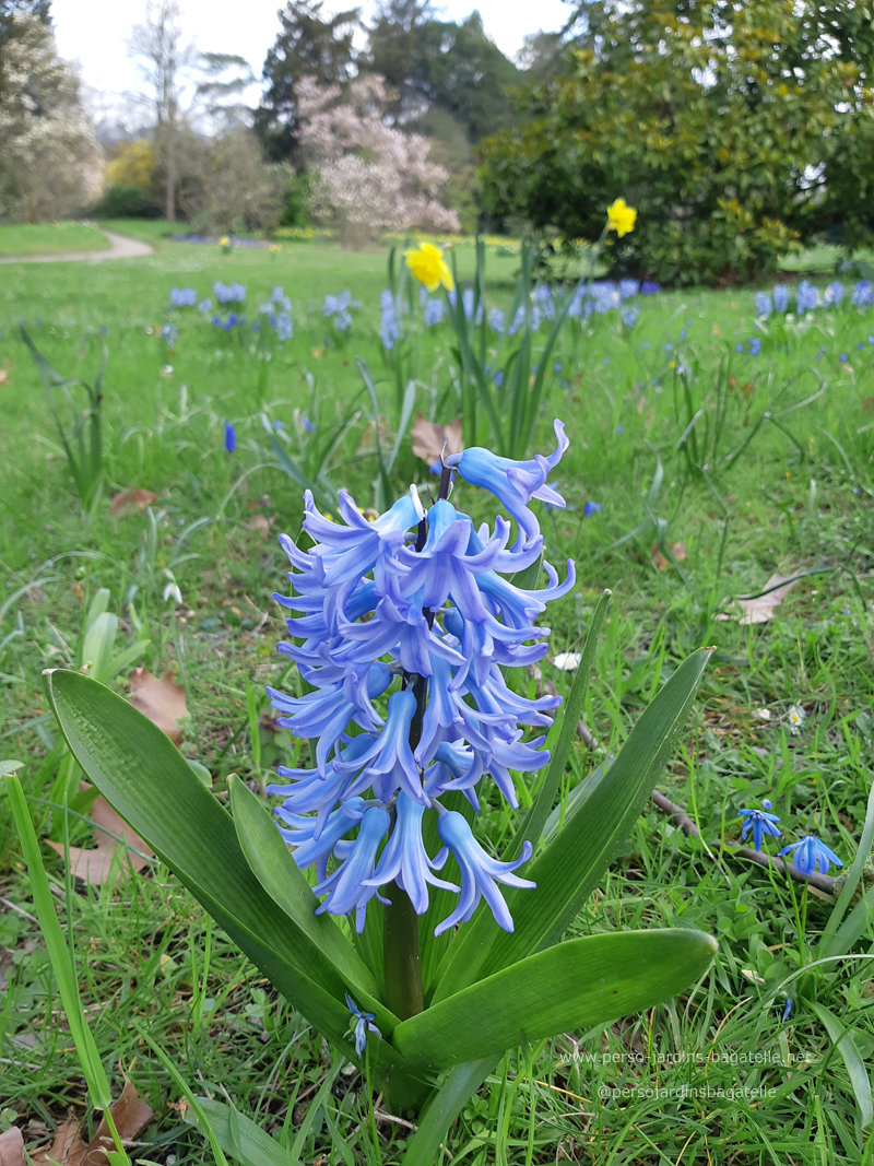 jacinthe bleue en gros plan