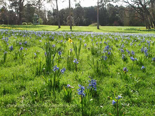 Champ de jacinthes bleues, avec  1  narcisse