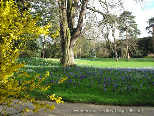 Jacinthes et forsytia en fleur