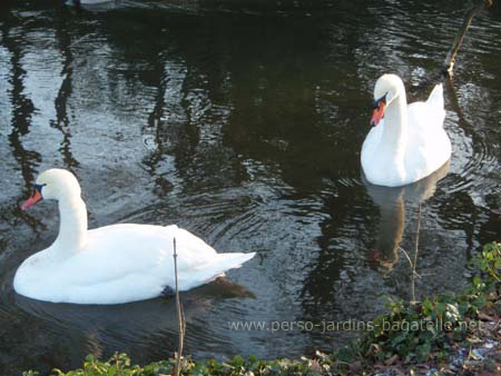 2 cygnes sur une pièce d'eau