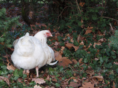 Poule blanche