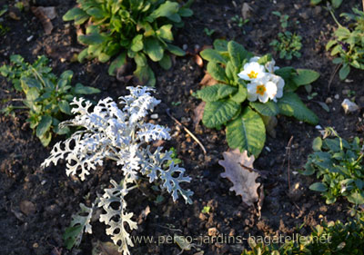 primevères blanches