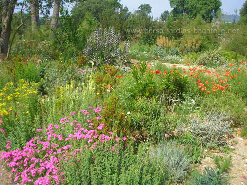 Jardin méditerranéen fleuri