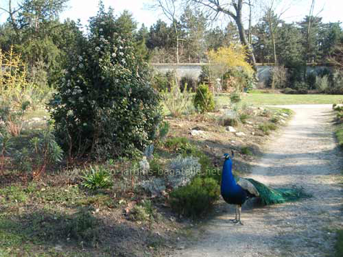 Paon à l'entrée du jardin méditerranéen