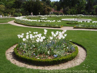 Tulipes blanches