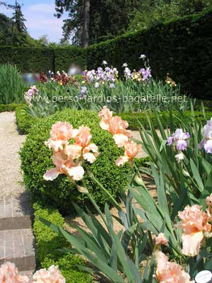 Jardin des iris