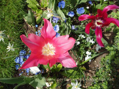 Belle tulipe du jardin des présentateurs