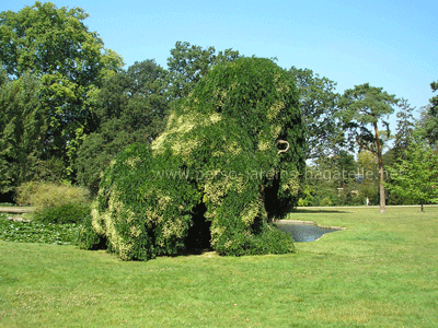 sophora