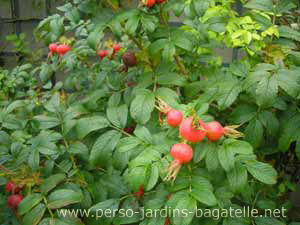 fruits du rosier