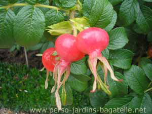 fruits du rosier, dtail