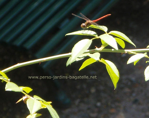 Libellule sur une branche