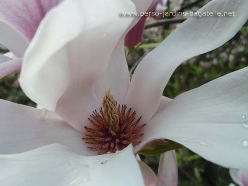 fleur d'un magnolia
