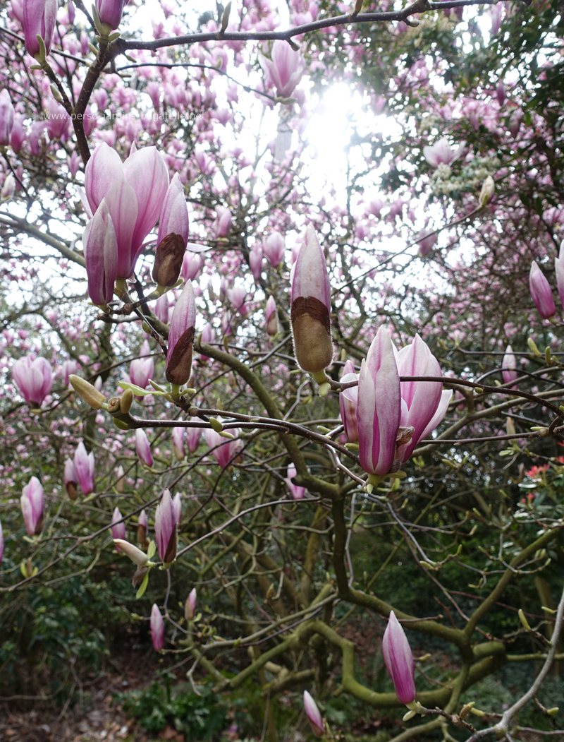 magnolia