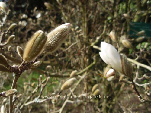 Bourgeons de Magnolia