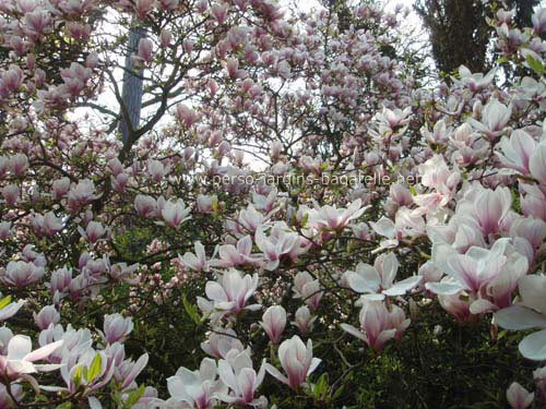 Magnolia