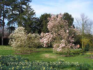 Magnolias en fleurs