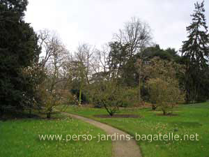 Magnolias bourgeonnants