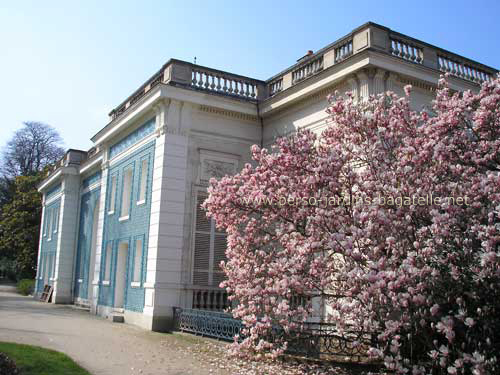 Magnolia en fleurs derrire le Trianon