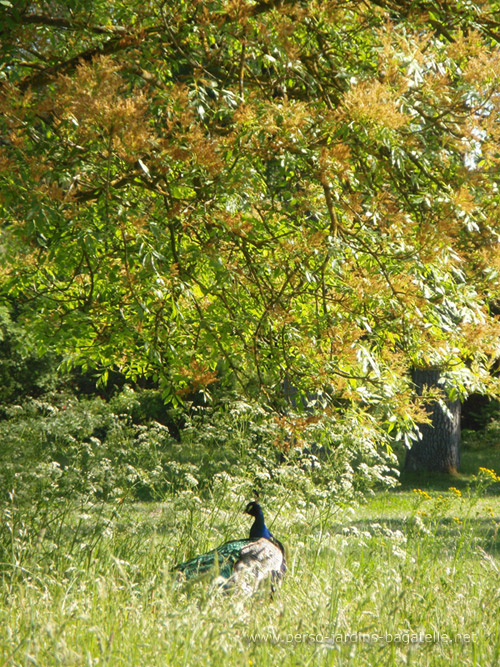 paon dans les herbes