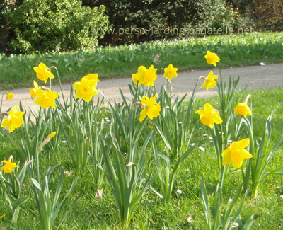 Narcisses près de la 2eme roseraie