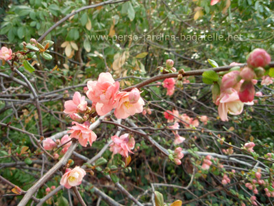 fleurs de prunus