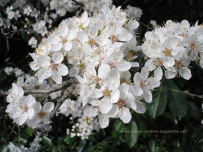 fleurs de cerisier