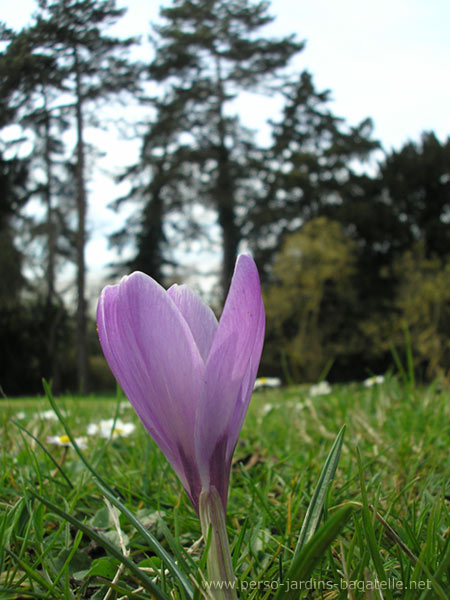 crocus au ras des paquerettes