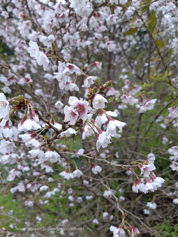 prunus