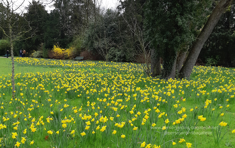 du jaune à Bagatelle: narcisses et forthysias