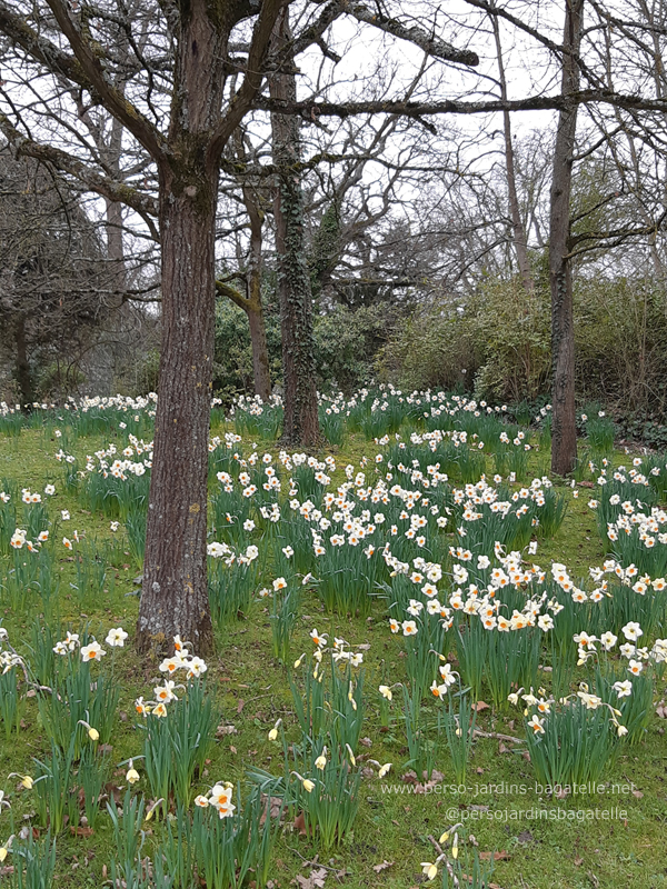 Narcisses dans une zone boisée