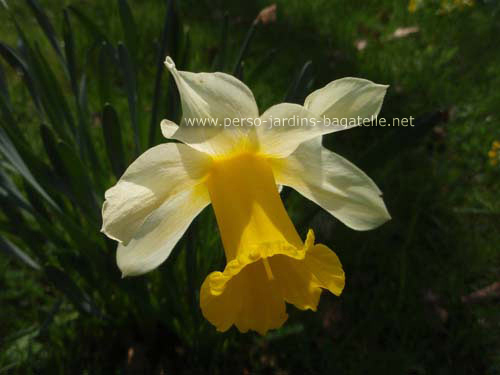 Narcisse jaune et blanc